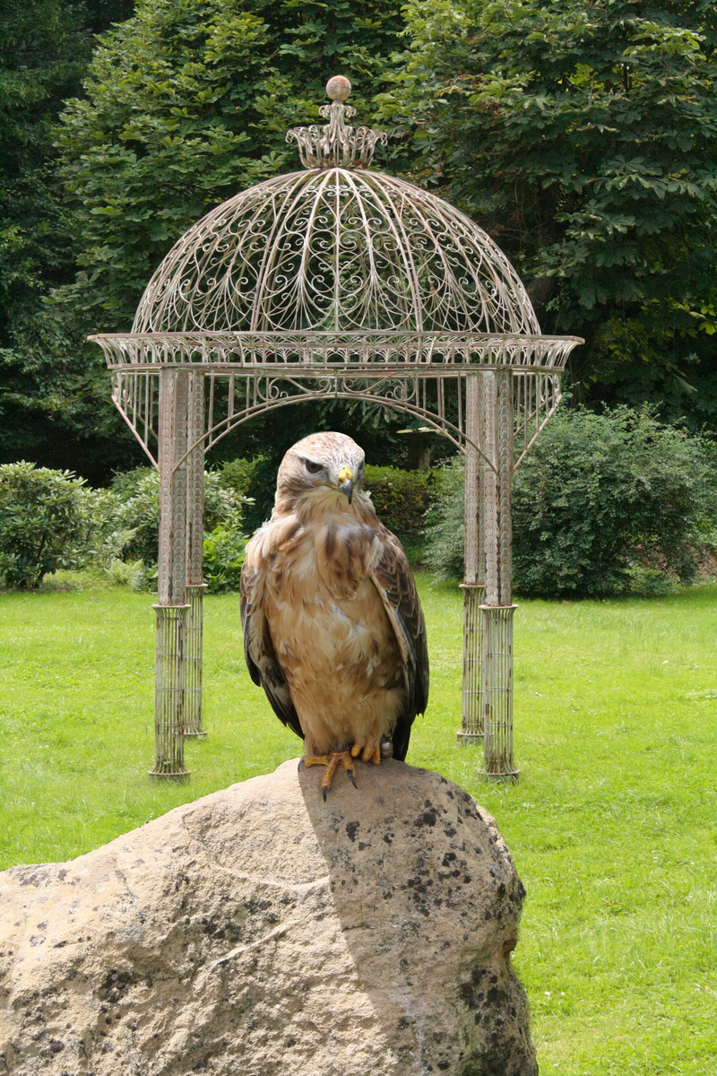 built structure, buzzard, outdoors, vertebrate, bird of prey, animal wildlife, garden, 4K, architecture, plant, green color, hunter, animal themes, day