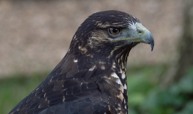 buzzard, animal body part, eagle, geranoaetus, looking, hawk conservancy, animal themes, vertebrate, hawk, nature, one animal, animals in the wild, predator