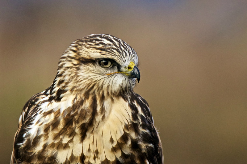 bird, portrait, The rough-legged Buzzard, hawk, Buteo lagopus, Rough-legged hawk, look, rough-legged Buzzard, 1080P, profile