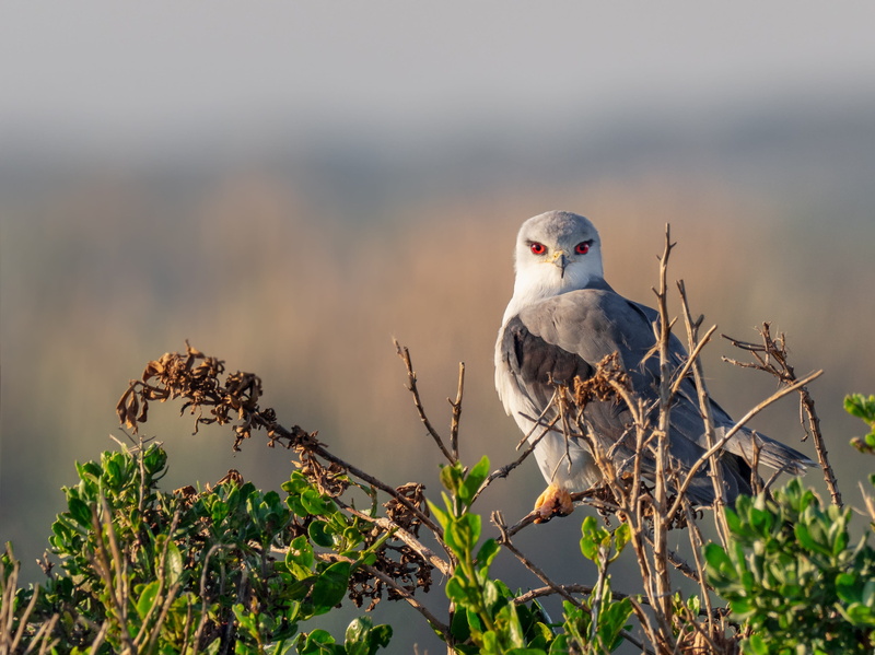 hunter, bird, feather, brown, hawk, raptor, eyes, tree, wildlife, wild, mourning dove, kite, buzzard, black-shouldered kite, nature, no people, beauty in nature