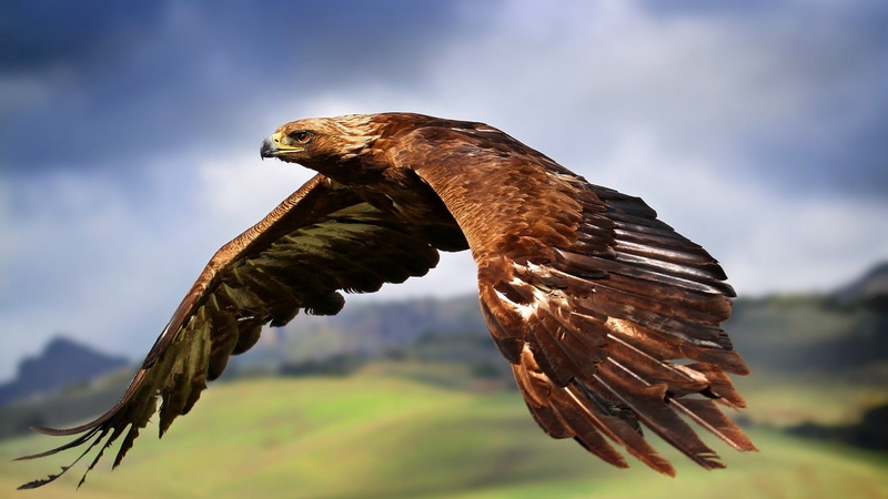 freedom, hawk - Bird, falcon - Bird, wildlife, sky, one animal, feather, eagle - Bird, falconry, cloud - sky, animal Wing, bird, outdoors, eagle, power