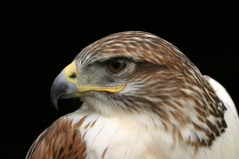 animal, feather, raptor, one animal, close-up, animal wildlife, eagle, wildlife, bald eagle, carnivore, uSA, animal Eye, animal themes, no people, bird of Prey