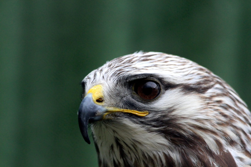 feathered race, buteo lagopus, portrait, hawk, animal head, animal world, animals, nature, animals in the wild, close-up, one animal, animal wildlife, view