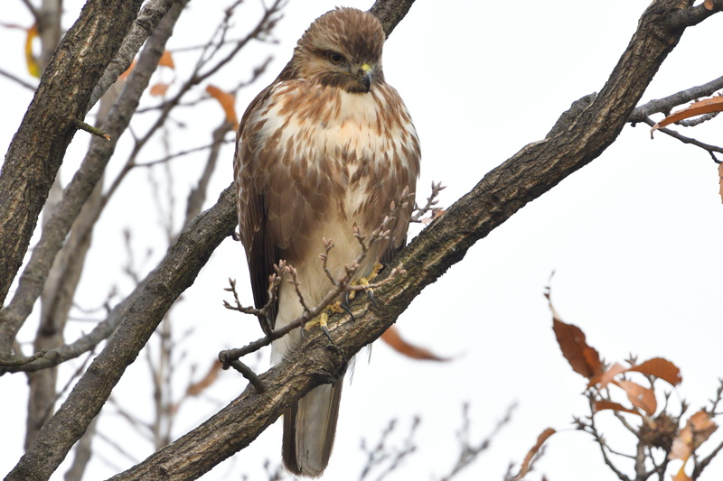animals in the wild, day, eagle, wood, one animal, natural, focus on foreground, perching, bird, sky, raptor, wild animals, no people, outdoors, branch