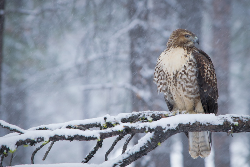 winter, hawk, branch, predator, bird, snow, 2K, Red-tailed Buzzard