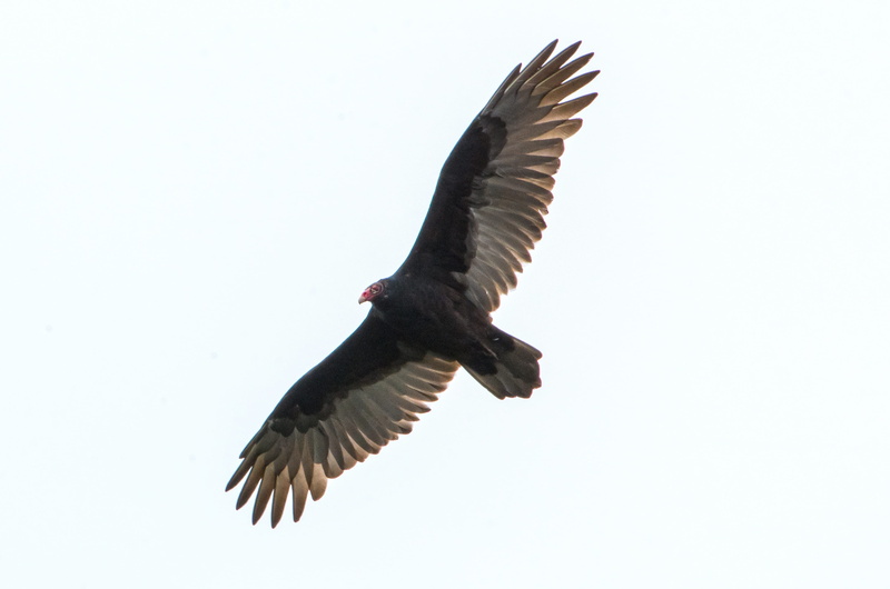 animal wildlife, feathers, wing, palisades, flying, spread wings, wildlife, fly, full length, low angle view, animals in the wild, turkey buzzard, eagle