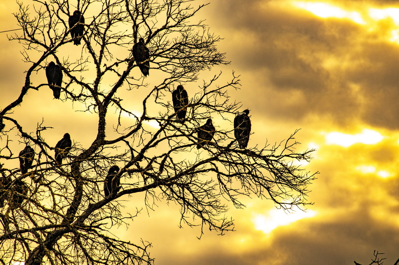 bare tree, texas hill country, animals in the wild, group of animals, cloud - sky, nature, vertebrate, perching, sunrise, flock, birds, plant, animal family