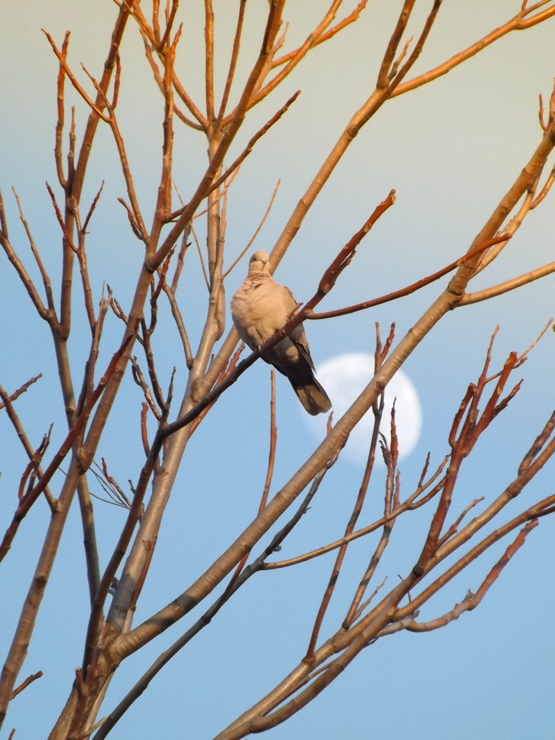 vertebrate, perching, animal, blackbird, branch, eagle, pigeon, one animal, hawk, low angle view, no people, sky, day, clear sky, nature, anthus, 4K, blue jay