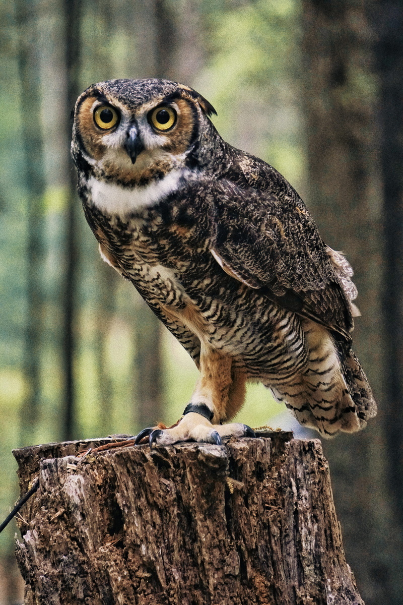 wood - material, raptor, food, brown, seagull, animal themes, bird, full length, nature, vertebrate, eating, bird of prey, wildlife, outdoors, owl, tree stump