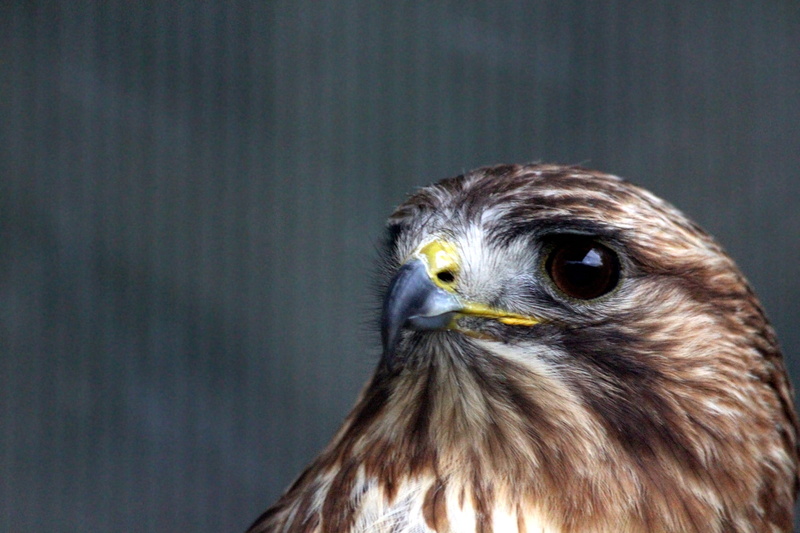 aggression, animals of russia, bird, not man, nature, animal eye, eagle - bird, closeup, 2K, close-up, animal wildlife, no people, studio shot, animal head