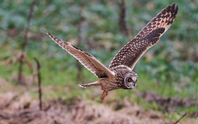 animals Hunting, falconry, looking, animals In The Wild, hawk - Bird, owl, animal Eye, 1080P, bird Watching, bird, nature, motion, focus on foreground