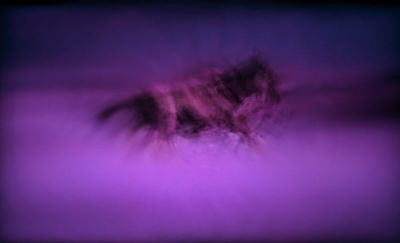 softness, blur, 5K, freshness, studio shot, plant, flare, insect, mind exciter, invertebrate, expressionism, purple, abstract, colored background, selective focus