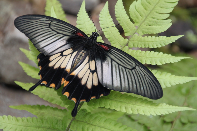 multi Colored, flower, animals in the wild, outdoors, butterfly, leaves, no people, animal Wing, leaf, insects, black, animal wildlife, day, nature, pollination