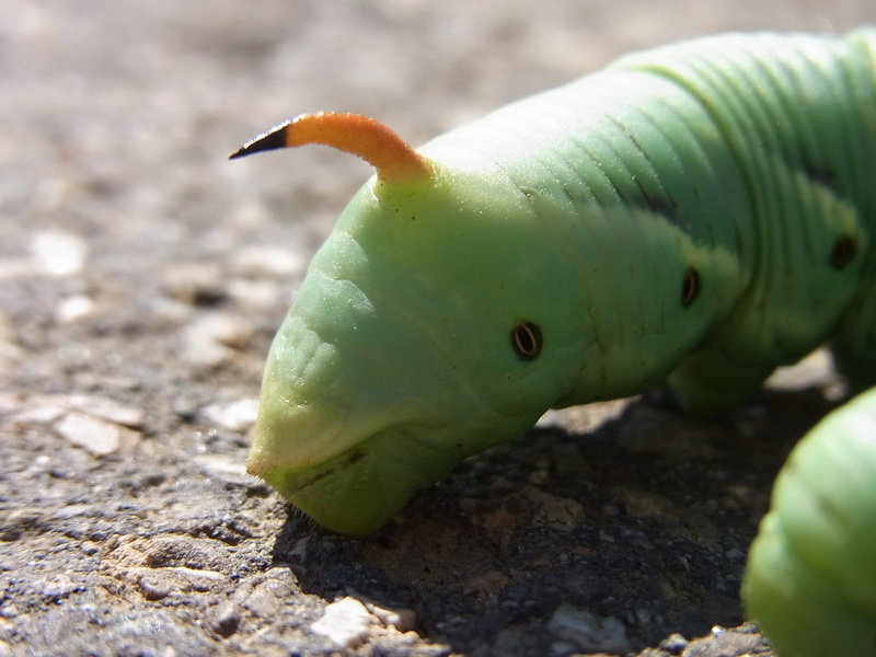 green color, animals in the wild, sea, sunlight, 2K, focus on foreground, land, animal wildlife, caterpillar, outdoors, water, animal, insect, marine