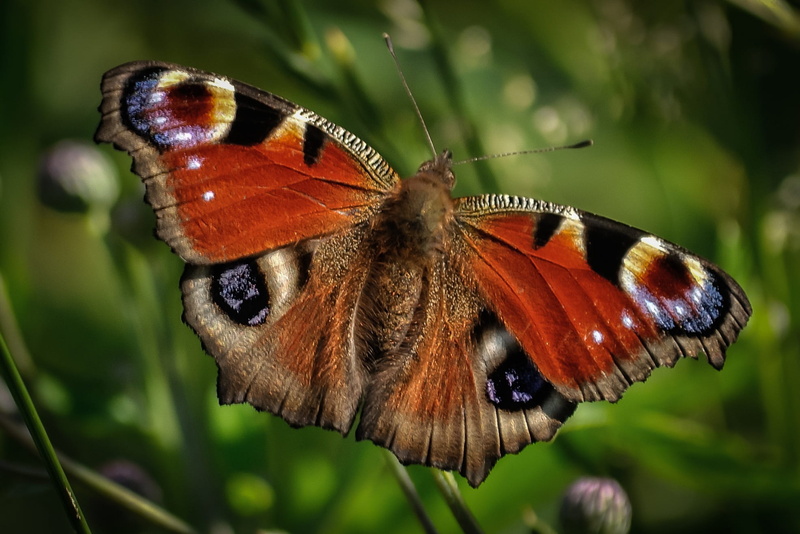 animal Wing, closeup, green Color, macro, day, wing, insect, animal themes, color Image, wild, moth, beauty In Nature, colorful, multicolored, plant, summer