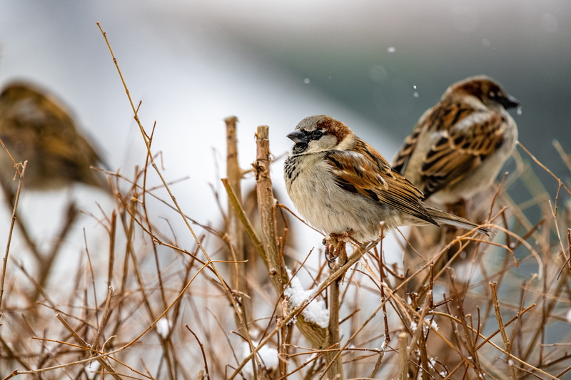 grain, grouse, selective focus, animal themes, close-up, branch, reed, brown, outdoors, animal wildlife, beak, lawn, nature, 8K, bamboo, cricket insect