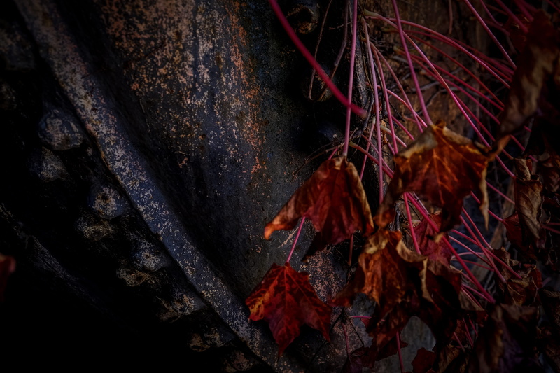 nature, day, spoke, metal, 4K, ornament, solid, red, suit, branch, leaf, outdoors, beauty in nature, rock, clothing, machine, maple, plant part, tree