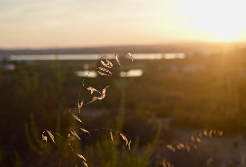 sky, plant, close-up, focus on foreground, food, lawn, grass, sun, sunrise, nature, vegetable, tranquility, 5K, grain, land, day, field, light, bird, no people