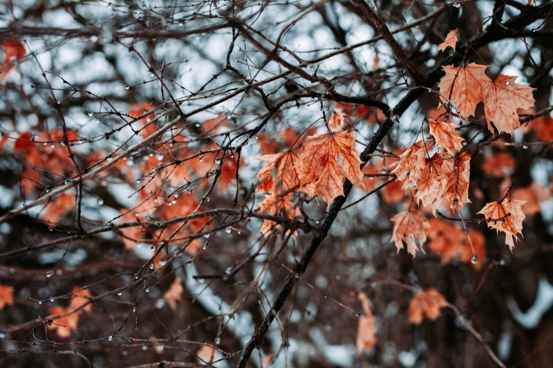 chime, orange color, tree trunk, jay, autumn, branch, maple leaf, overcoat, nature, change, plant, tranquility, winter, musical instrument, bird, cold temperature
