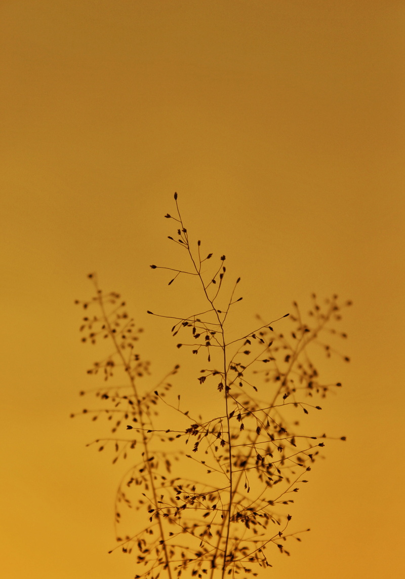 plant, studio shot, modern art, flock of birds, petaled, 4K, dandelion, flying, sunset, flock, low angle view, outdoors, architecture, beauty in nature