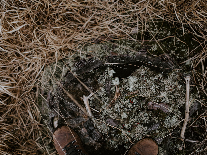 dry, nature, dirt, insect, brown, selective focus, stick - plant part, invertebrate, close, land, twig, spider, fungus, growth, 8K, leaves, mushroom, money