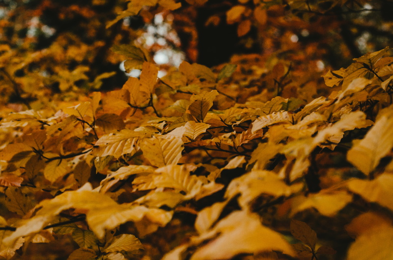 selective focus, close-up, plant, dry, autumn, veins, photography, clothing, ground, coat, jacket, nature, sunlight, autumn collection, day, tree trunk