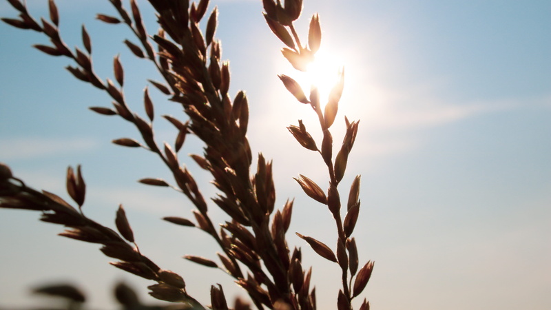 sunlight, animal, tranquility, agriculture, stalk, vegetation, sun, bird, growth, light, blue, food, oat - crop, grain, vegetable, cloud - sky, summer
