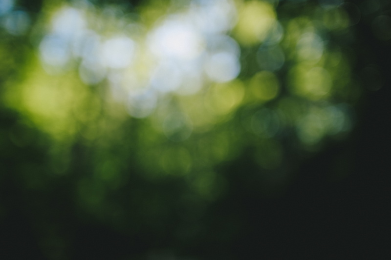 floral, apparel, sunlight, close-up, full frame, textile, forest, daisies, yellow, defocused, green color, backgrounds, tranquility, plant, selective focus