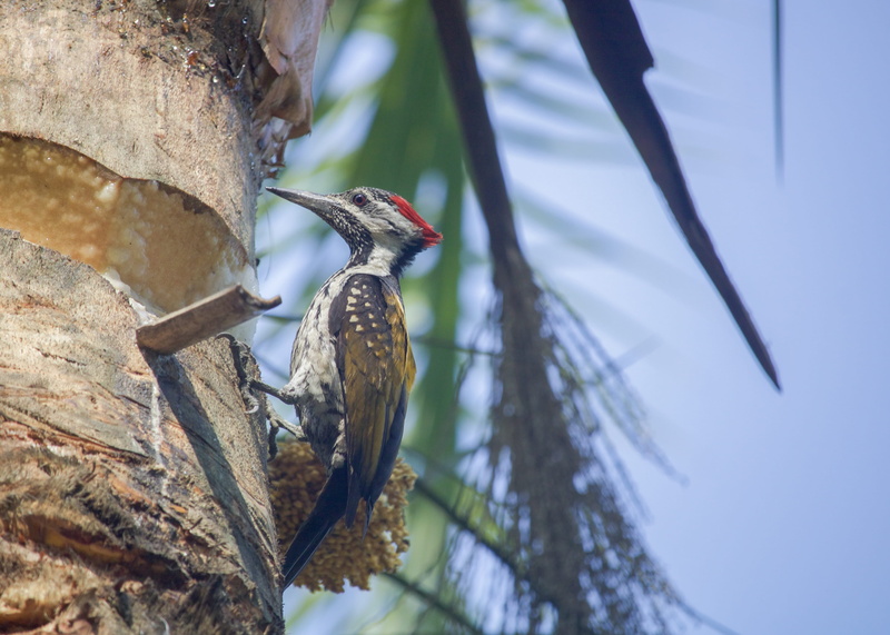 woodpecker, Dinopium benghalense, beak, seed, bird nest, bird feeder, bird, tree trunk, 4K, tree, focus on foreground, sundarbans, perching, vegetable