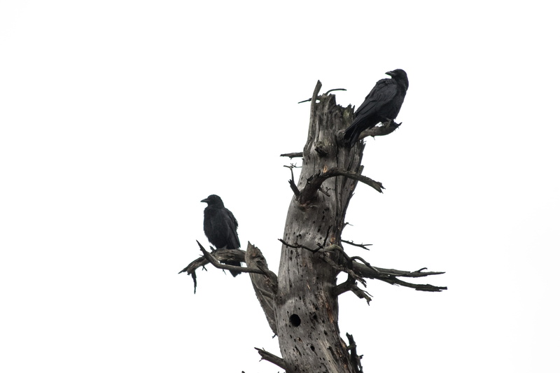 tree, flicker bird, one animal, low angle view, agelaius, two, animal themes, animal, tree stump, crows, sea life, no people, silhouette, anhinga, jay