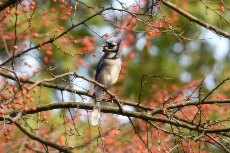 jay, perching, animal, berry, feed, animals in the wild, flower, bokeh, photo, focus on foreground, vertebrate, low angle view, blue, bluejay, twig, tree