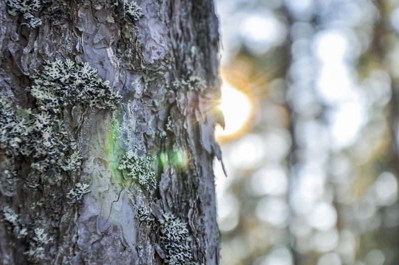 lichen, trees, nature, produce, growth, photography, 4K, wood - material, apparel, sunlight, day, beauty in nature, magnifying, rough, tree, undershirt