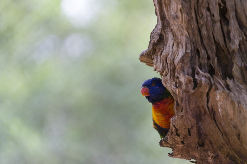 jaguar, bird nest, beak, tree trunk, bird in tree, bird, multi colored, rainbow lorikeet, one animal, daytime, woodpecker, close-up, tree stump, 5K, animal wildlife