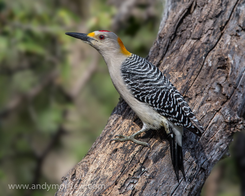 fronted, 2K, long, Golden-fronted Woodpecker, golden, bird, black, feather, woodpecker, tree, bird Watching, trunk, gray, male, nature, beak, wildlife