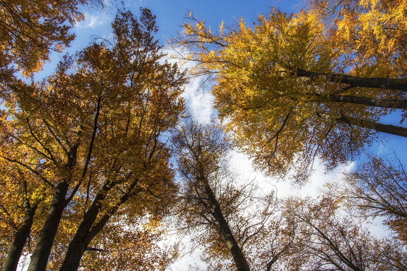 change, larch, trunk, fák, sunlight, fire, tranquility, low angle view, plant, abies, redwood, trees, sky, természet, tree trunk, sárga, ősz, beauty in nature