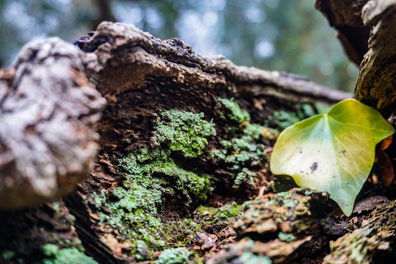 brown, closeup, leaves, tree stump, 5K, earth, united kingdom, day, mushroom, macro, food, plant part, agaric, world, tree, fungus, trunk, new forest
