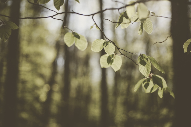 selective focus, flower, beauty in nature, nature, vulnerability, selective, tranquility, food, plant part, grain, animal, green, land, birch, no people