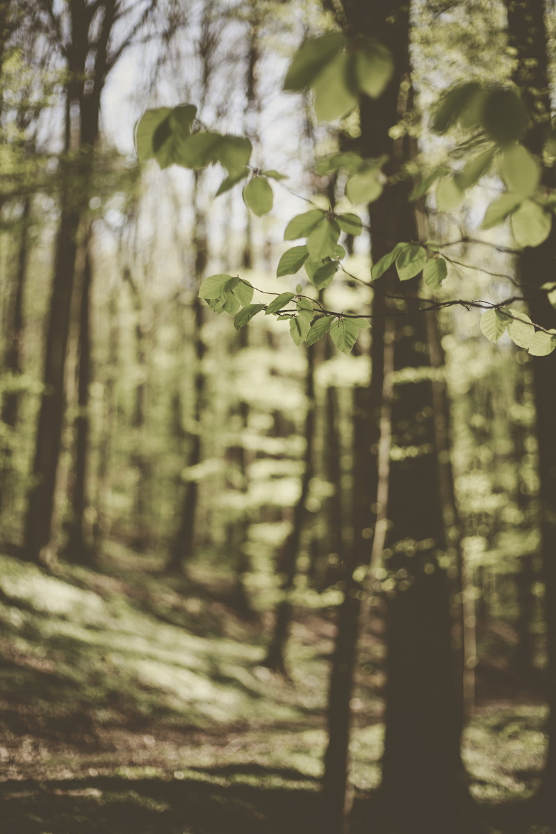 clothing, trees, vegetation, vulnerability, para rubber tree, day, land, outdoors, tree, undershirt, green color, plant, selective focus, grove, tranquility