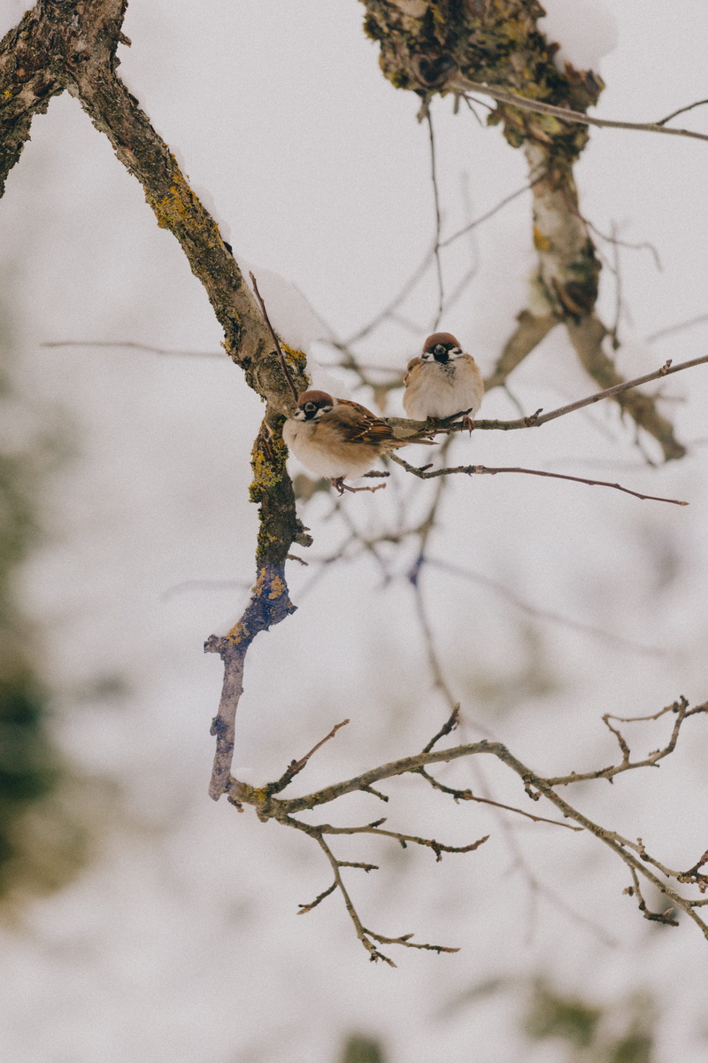 rodent, perched, focus on foreground, perching, bird, two, one animal, wren, blue jay, no people, low angle view, selective focus, animals in the wild