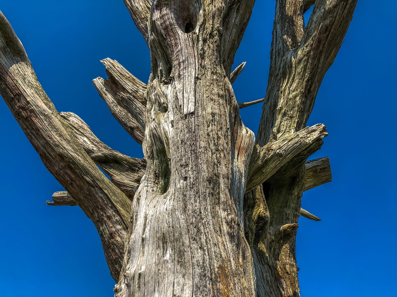 wood - material, no people, flicker bird, tree trunk, reptile, clear sky, tree, bird, mammal, light, sunlight, animal, pattern, low angle view, jay, fir
