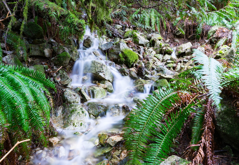 outdoors, bird, motion, plant, nature, rock, agaric, land, fungus, river, fern, creek, jungle, forest, no people, animal, flowing water, green color, moss