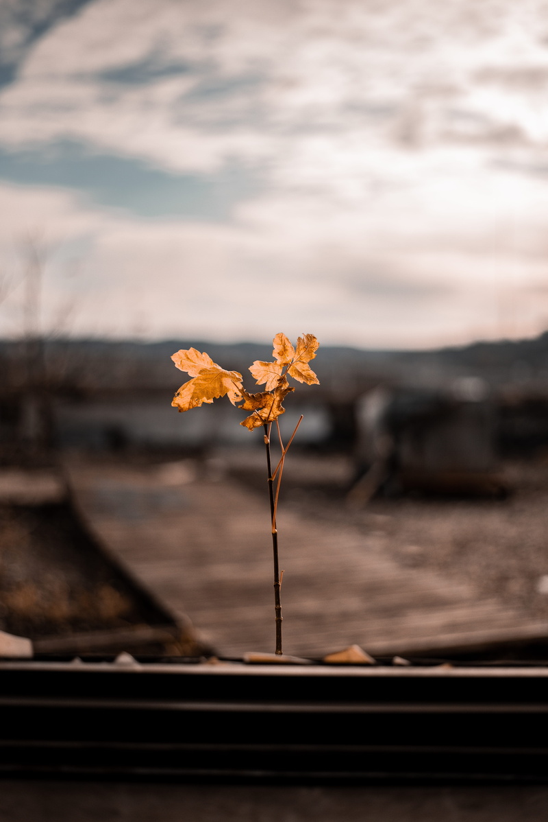 fragility, sunset, tarmac, plant, asphalt, focus on foreground, jay, flower, light, tree, freshness, 5K, selective focus, tree trunk, close-up, nature