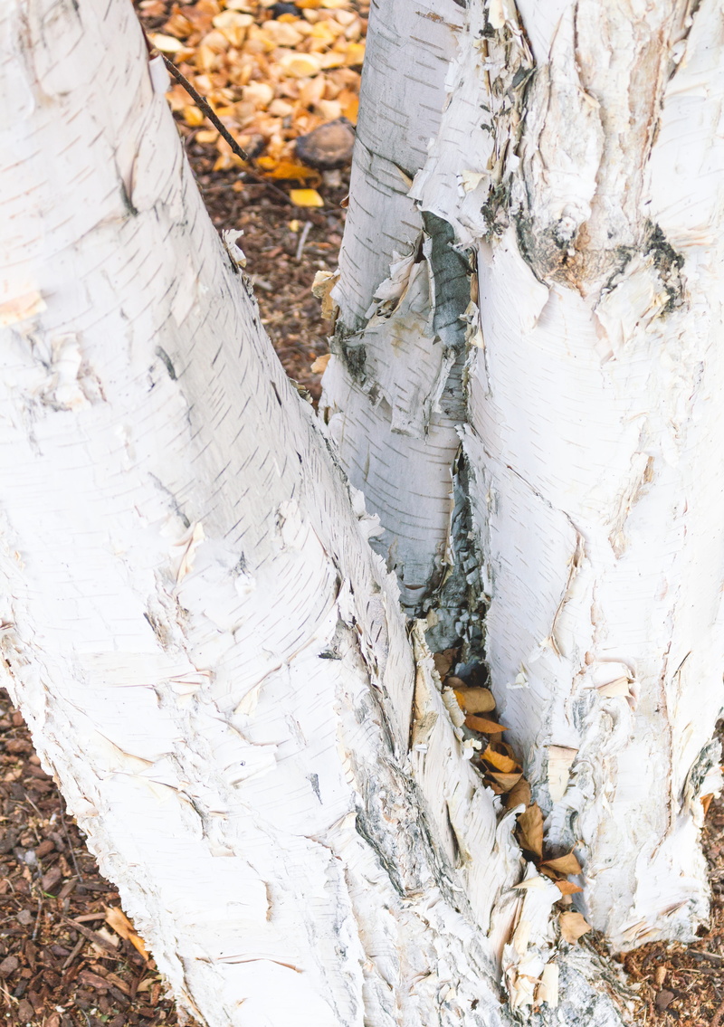 4K, abies, paper, wood, bark, tree trunk, tree, outdoors, day, land, forest, brick stree, white tree, fir, people, white, birch, real people, fall, cricket insect