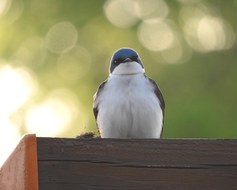 sparrow, wood, brown, vertebrate, close-up, bird, hardwood, flicker bird, focus on foreground, wooden, bird in sunrise, jay, blue jay, bird feeder, 1080P