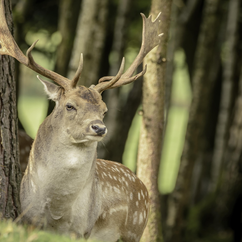 screen, elk, deer, electronics, rodent, stag, light, leaf, lcd screen, no people, near, antelope, antler, wildlife, display, trees, musical instrument