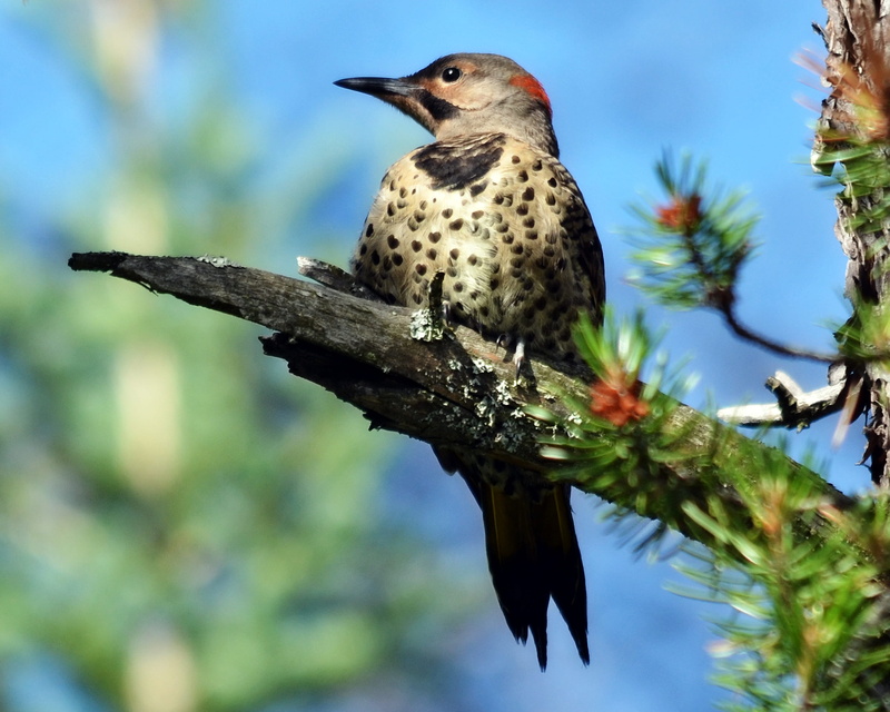 focus on foreground, birding, limb, day, sky, northern, black, perching, animal wildlife, bird, wild, outdoors, tree, vertebrate, flicker, branch, plant