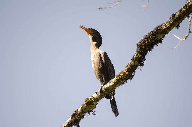 plant, light, woodpecker, heron, flicker bird, outdoors, 4K, tree, animal themes, stork, anhinga, kite bird, accipiter, cormorant, sky, animal wildlife
