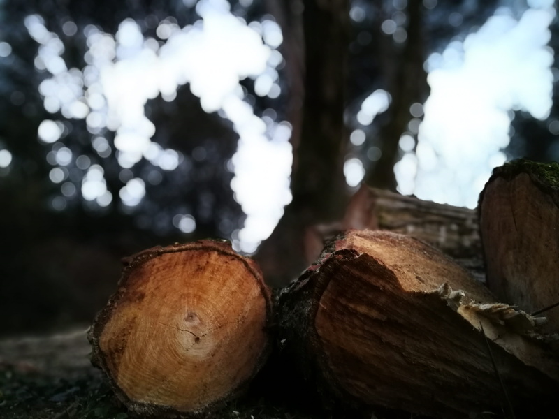 deforestation, wood, tree, mushroom, lumber industry, close-up, focus on foreground, nature, wood - material, selective, focus, walnut, nut, timber, log