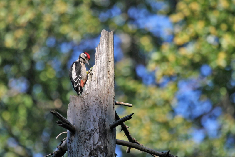 animals In The Wild, day, bird, foliage, vertebrate, wood - material, animal themes, trunk, 5K, one animal, change, outdoors, tree, perching, beak, low angle view