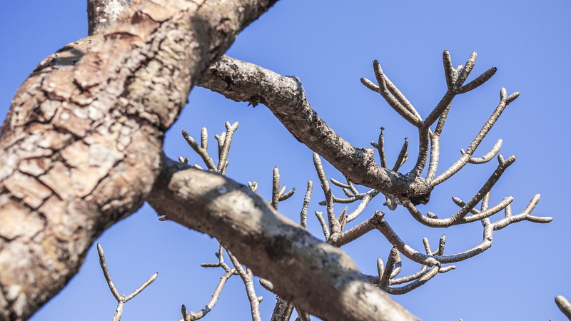tree, animals in the wild, cormorant, plant, animal wildlife, animal themes, wildlife, bald eagle, sky, eagle, bee eater, no people, tree trunk, deer, low angle view